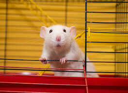 Imagem do Rato Twister